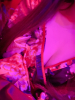織姫 - つばきの女の子ブログ画像